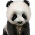1606723918_0_baby-animals-V2_panda_A4