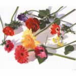 Flowers-Achilleas Droungas