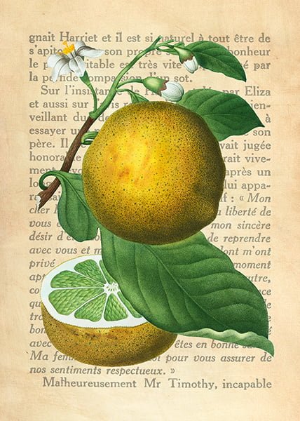 Grapefruit (Citrus decumana) illustration from Traité des Arbre