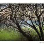 Σιαμκούρη Μάγδα